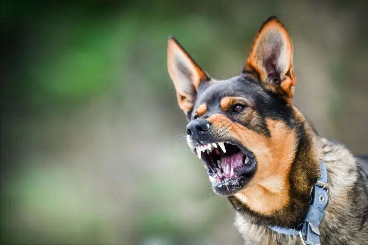 dog bite lawyers Suffolk County