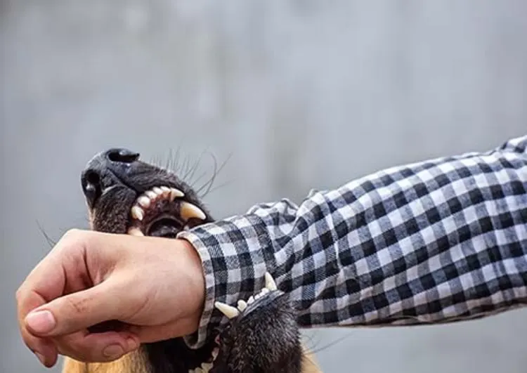 Law Office Of Steven Gacovino - New York Lawyers|Dog Bite Lawyers